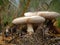 Young poisonous mushrooms. White Fly-agaric Amanita