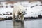 Young polar bear cub learning to fish