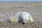 Young polar bear lazily lying on pebbly shore of Svalbard, Norway