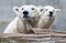 Young polar bear with mother