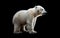 A young polar bear stands in profile against a stark black background, highlighting its distinctive silhouette. The