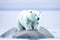 A young polar bear (Ursus maritimus) sitting on a rock in the ocean, generative ai