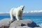 A young polar bear (Ursus maritimus) sitting on a rock in the ocean, generative ai