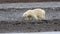 Young Polar bear walking on Arctic beach,Svalbard