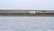 Young Polar bear walking on Arctic beach,Svalbard