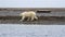 Young Polar bear walking on Arctic beach,Svalbard