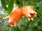 Young pomegranate fruit