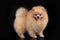 Young Pomeranian on black background isolated
