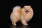 Young Pomeranian on black background isolated