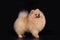 Young Pomeranian on black background isolated