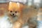 Young pomeranian dog