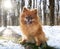 young pomeranian in nature