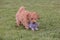 Young poodle dog in belgium