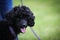 A young Poodle look into the camera at dog school