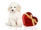 Young Poodle with red Valentine heart