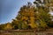 young poplars in an old park