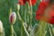 Young Poppy bud on the green grass and red buds background