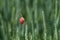 Young poppy growth in a green wheat field at spring