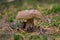 Young porcini mushrooms in the woods