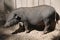 Young Pot-bellied pig