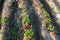 Young potato grow in the field and irrigated with drip irrigation. Growing organic vegetables. Agriculture. Farming. Farm.