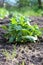 Young potato plant in the soil against the background of blurry green rows of potatoes. Vertical shot with bokeh