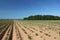 Young potato plants