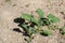 Young potato plants in the garden in summer