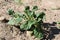 Young potato plants in the garden in summer