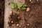 Young potato on soil cover. Plant close-up.Organic Potato Cultivation.Fresh potato vegetable with tubers in soil dirt