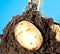 Young potato tubers in soil