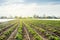 Young potatoes growing in the field are connected to drip irrigation. Agriculture landscape. Rural plantations. Farmland Farming.