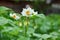 Young potatoes are growing. Flowering potatoes. Colorado beetle. Bright green foliage. Gardening, plantations and farms.