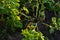 Young potatoes plant in soil in vegetables garden harvesting food