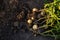 Young potatoes roots in vegetables garden harvesting food
