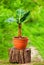 Young potted banana plant, on colorful garden