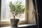 young potted olive tree on window, concept of Natural environment, created with Generative AI technology