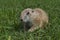 Young Prairie Dog