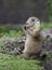 Young prairie dog eating