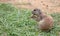 Young prairie dog eating grass