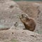 Young prairie dog with his mother