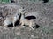 Young Prairie Dogs near their burrow.