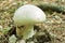 Young prataiolo fungus, agaricus campestris