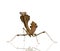 Young praying mantis - Deroplatys desiccata