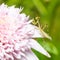 Young praying mantis on a pink flower