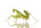 Young praying mantis - Sphodromantis lineola