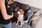 young pregnant woman at home with her cute beagle dog