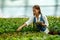 Young pretty Asian woman agronomist with tablet working in greenhouse inspecting the plants