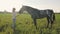 Young pretty girl is feeding a gray horse on the meadow, slow motion