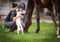 Young pretty girl riding a horse with backlit leaves behind